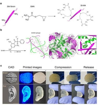  Silk Fibroin: Une Matière Biocompatible pour l'Ingénierie Tissulaire Avancée!